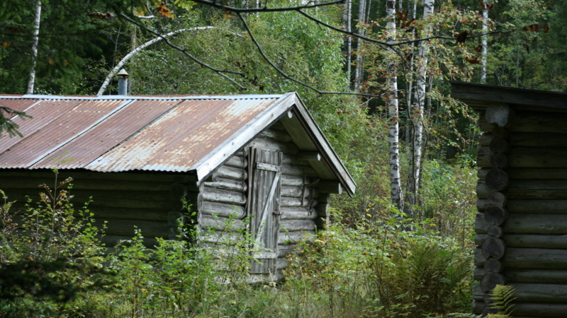 skogskoia_Veslemøy_Furuseth_Maihaugen