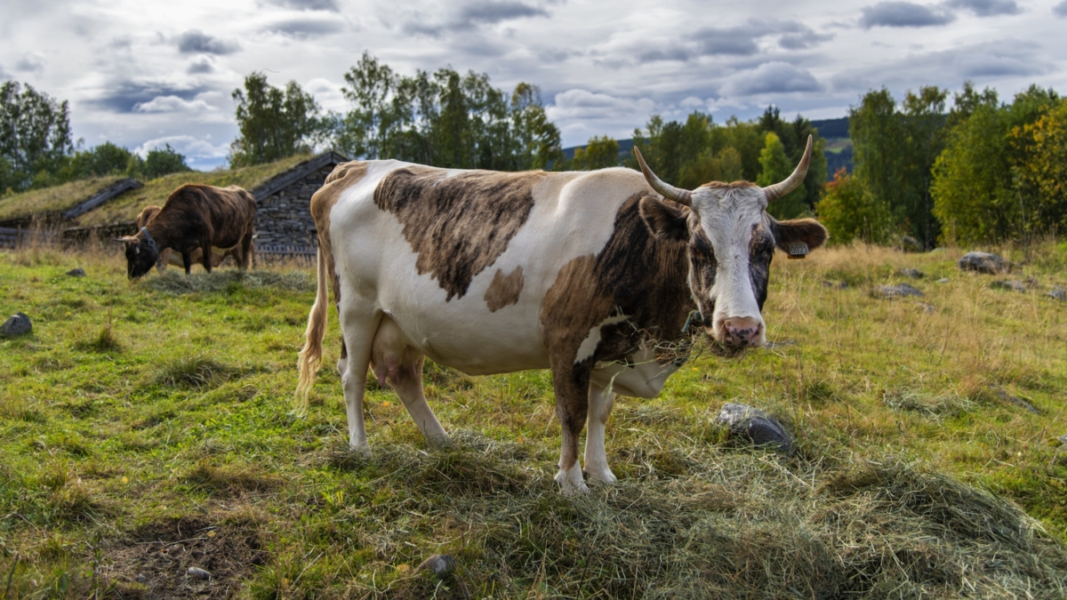 Brown and white cow with horns grazing at Maihaugen.