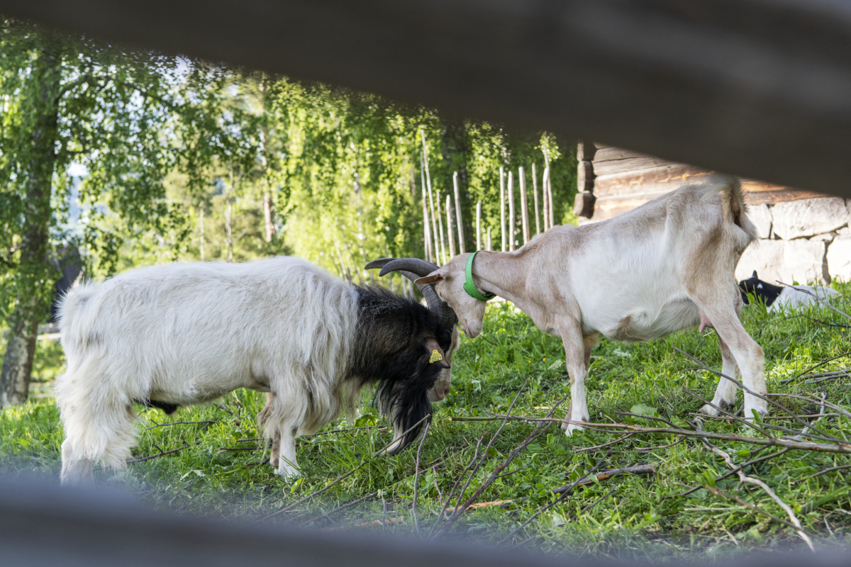 Norwegian milk goat. Photo: Tone Iren Eggen T&oslash;mte / Maihaugen

