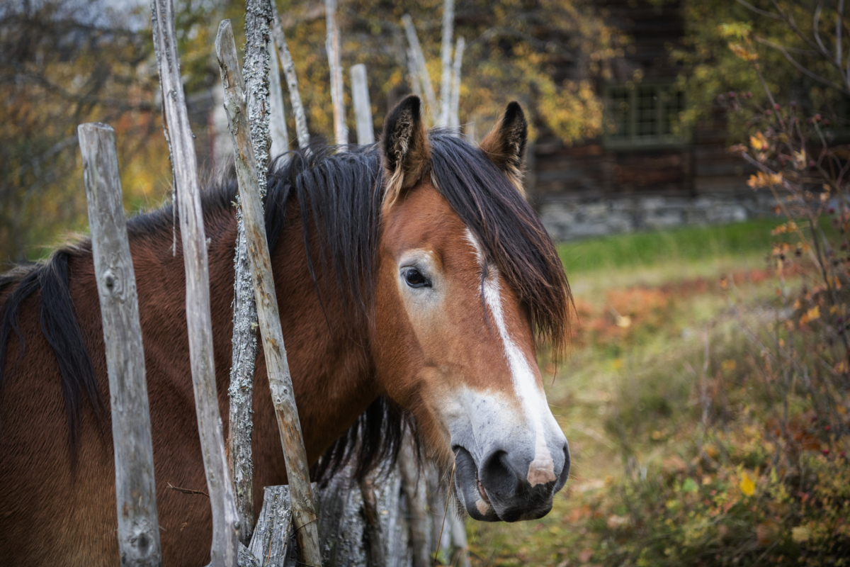 The D&oslash;la horse Rosa at Maihaugen. Photo: Tone Iren Eggen T&oslash;mte / Maihaugen

