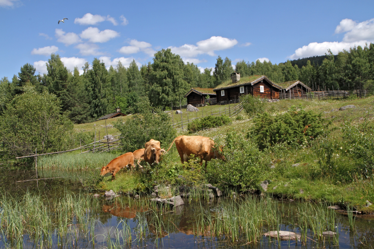 The cows are grazing at the mountain farms at Maihaugen, Lillehammer. 