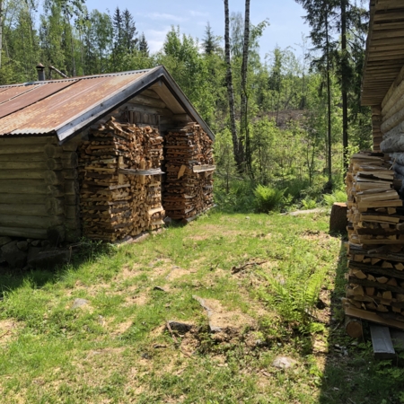 Skogskoia med ved foran.