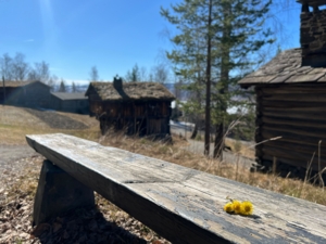 Coltsfoot on a bench