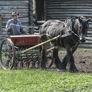 The farmer and the horse at work at Maihaugen, Lillehammer.