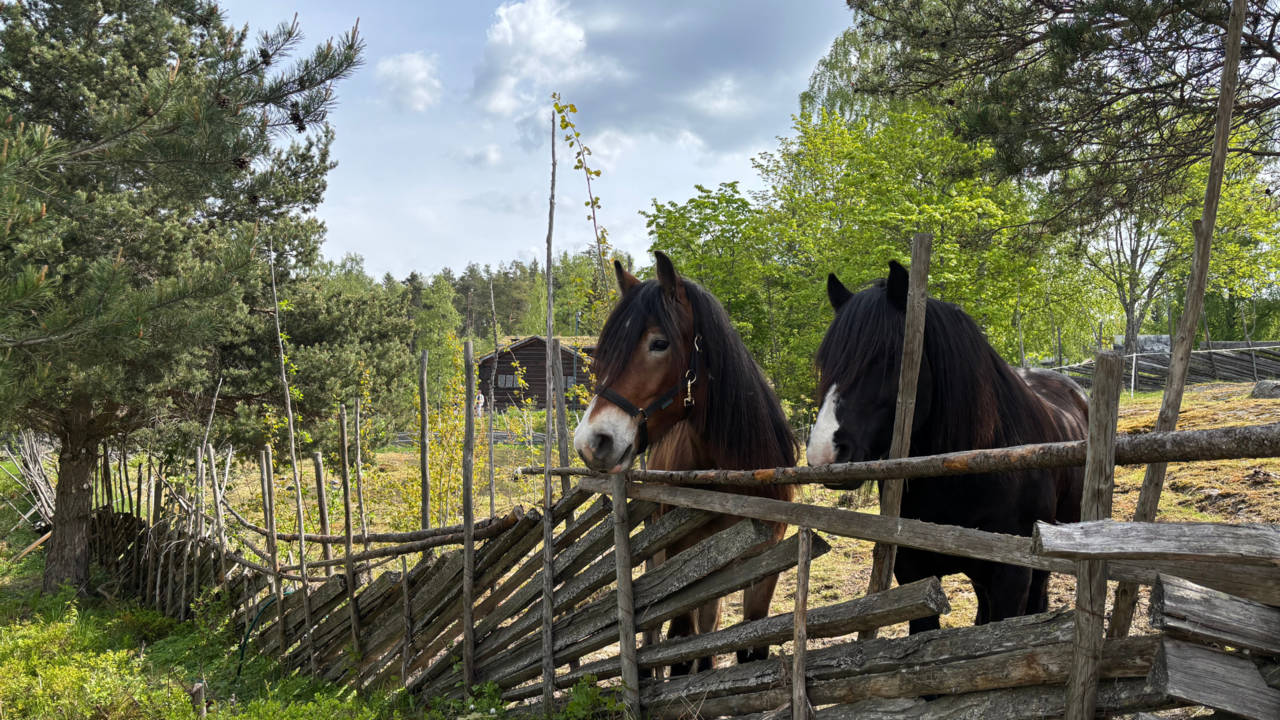 Toppbilde hest på beite, vår